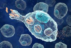 phbago|Biology Suffixes Phagia and Phage .